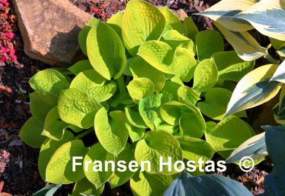 Hosta Maui Buttercups